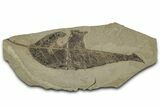 Detailed Fossil Leaf (Allophylus) - Insect Predation! #325574-1